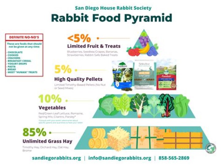 Can I give my rabbit cilantro