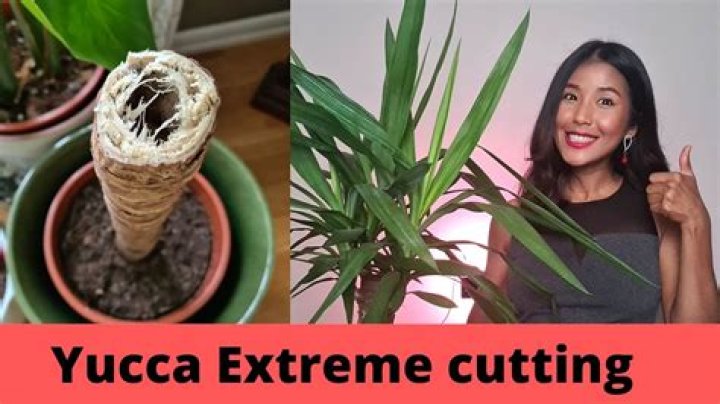 Can I grow a yucca from a cutting