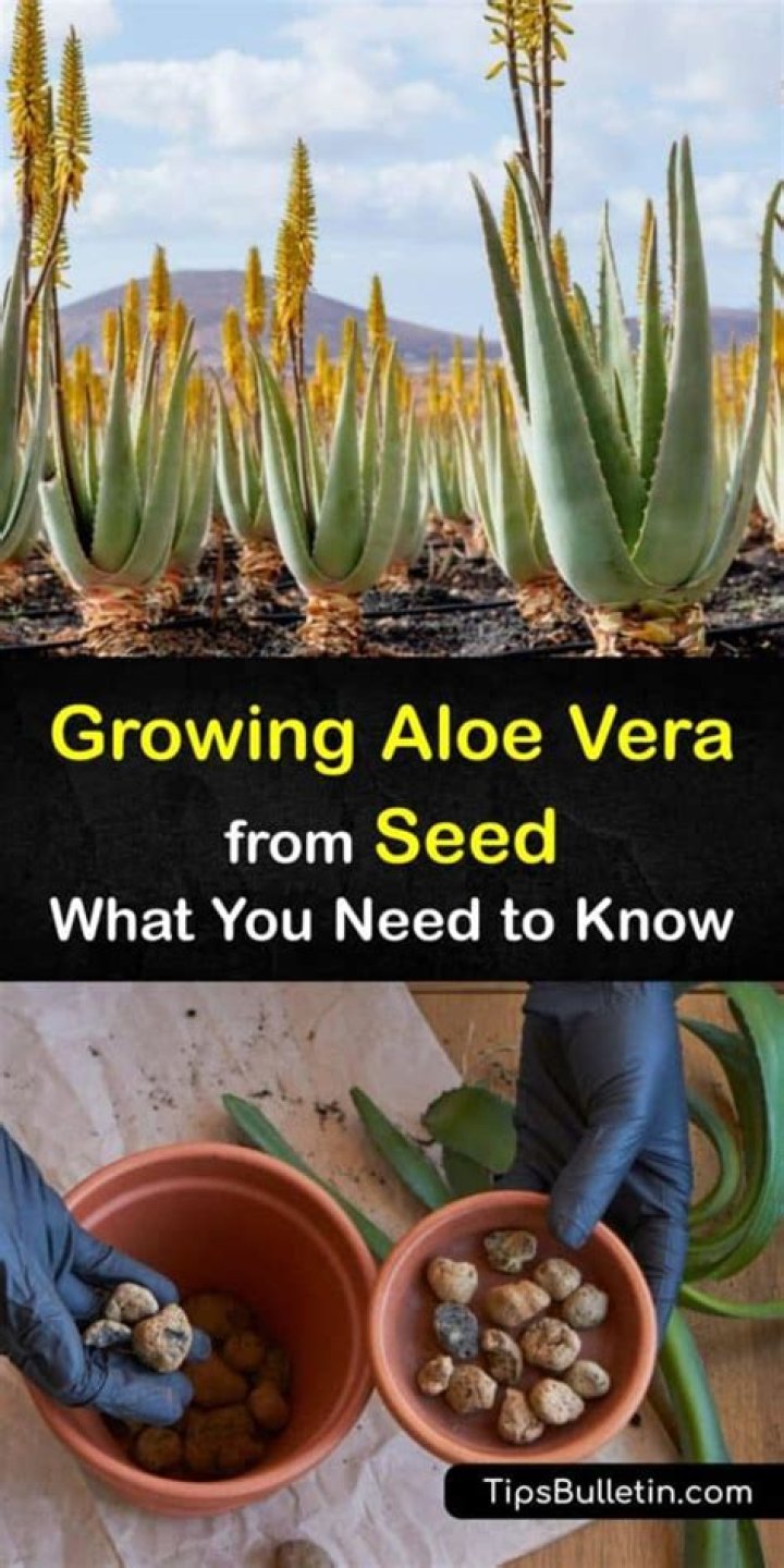Can I grow aloe vera from seed