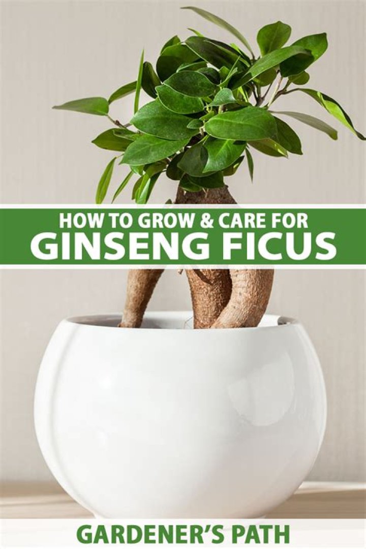 Can I grow ginseng on my property