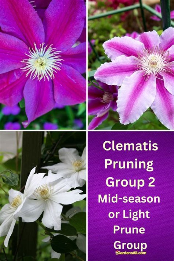 Can I hard prune Group 2 clematis