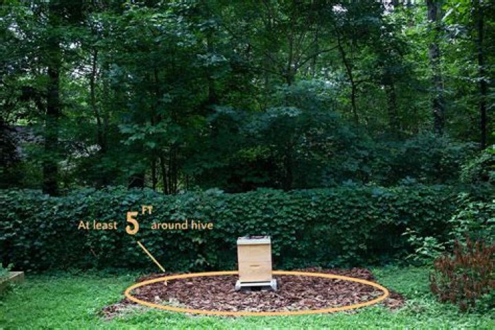 Can I keep bees in a small garden