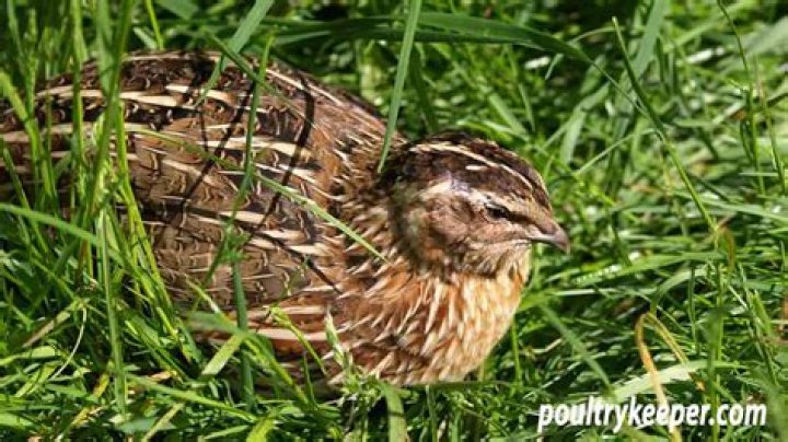 Can I keep quails in my garden