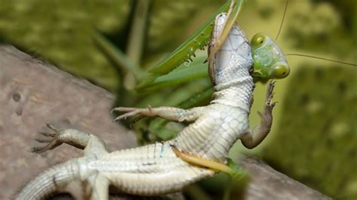 Can I kill a praying mantis