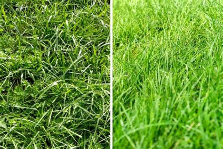 Can I mix ryegrass with fescue