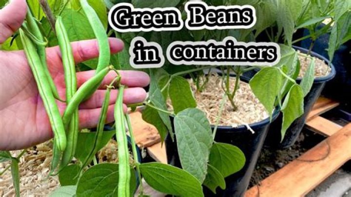 Can I plant beans next to peas