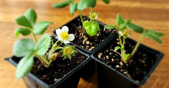 Can I plant strawberry seeds in June