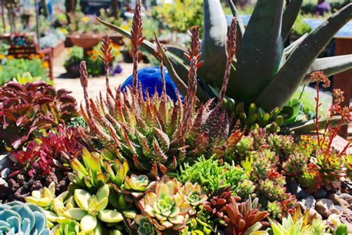 Can I plant succulents in sand