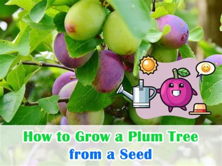 Can I plant the seed from my plum