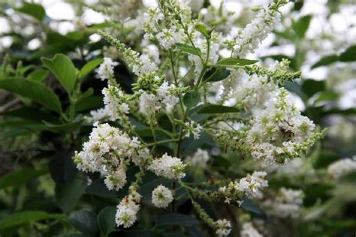 Can I propagate sweet almond bush