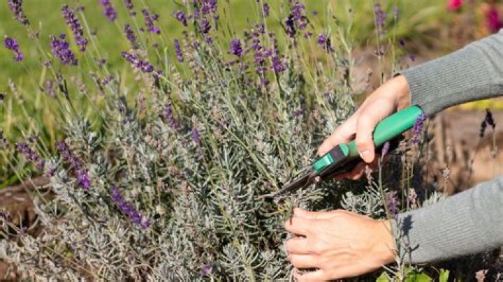 Can I prune lavatera in autumn