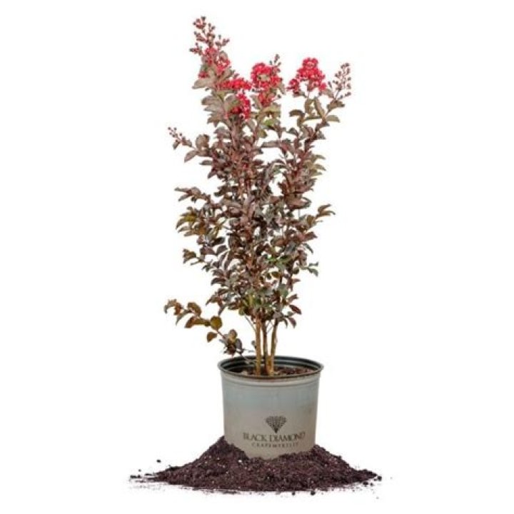 Can I prune small crepe myrtle