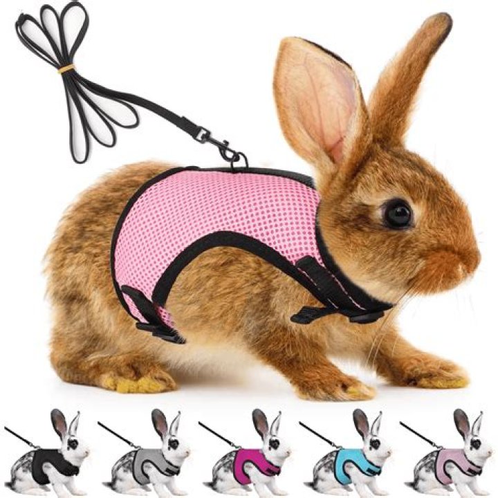 Can I put clothes on my bunny