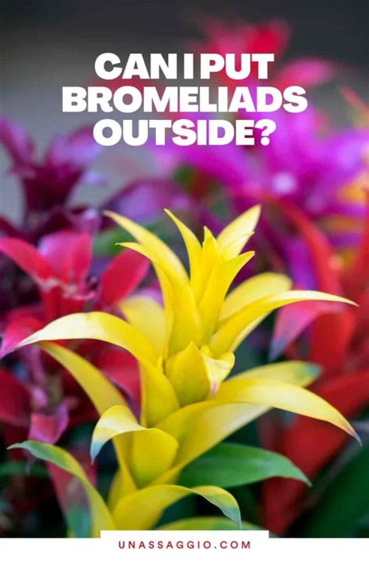 Can I put my Bromeliad outside
