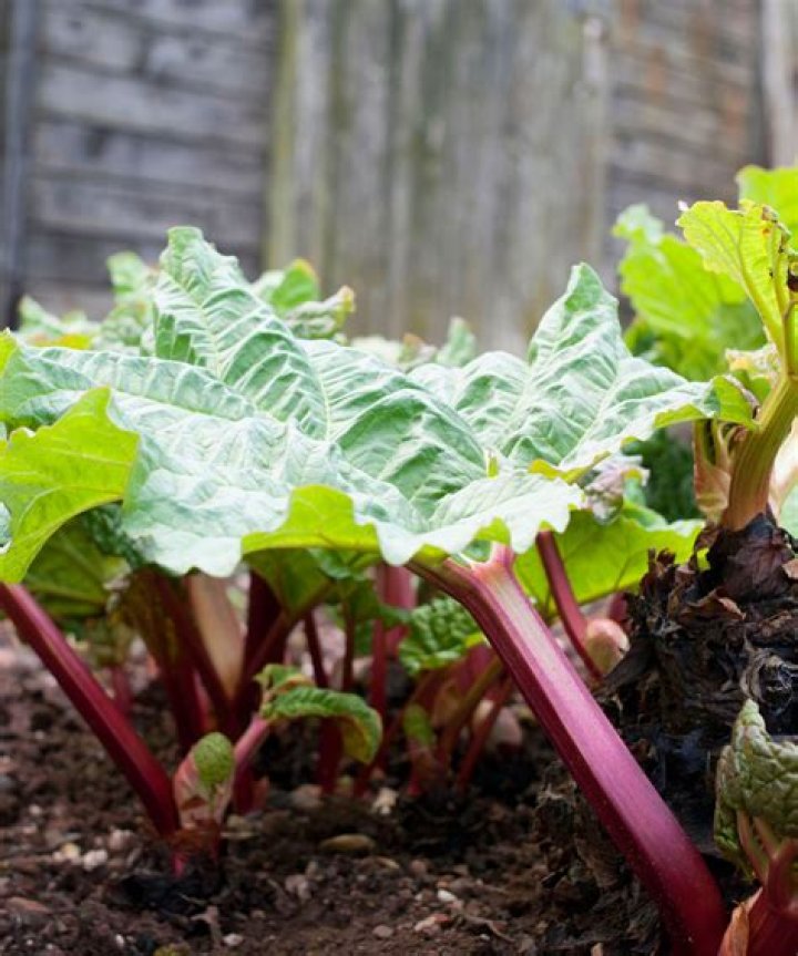 Can I split rhubarb in autumn