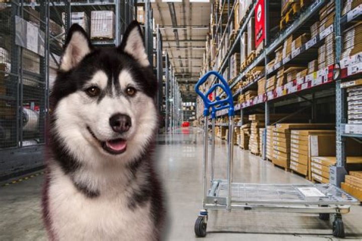 Can I take my dog into Ikea UK