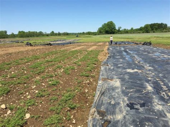 Can I use a tarp to kill weeds