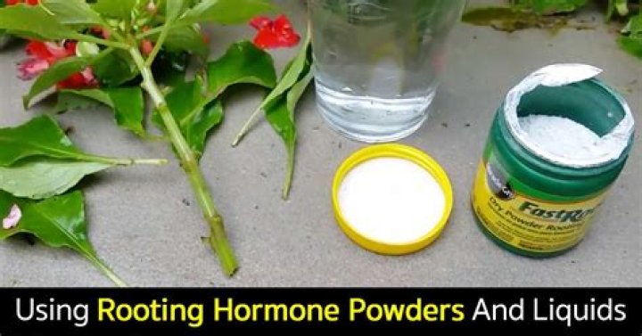 Can I use rooting powder in water