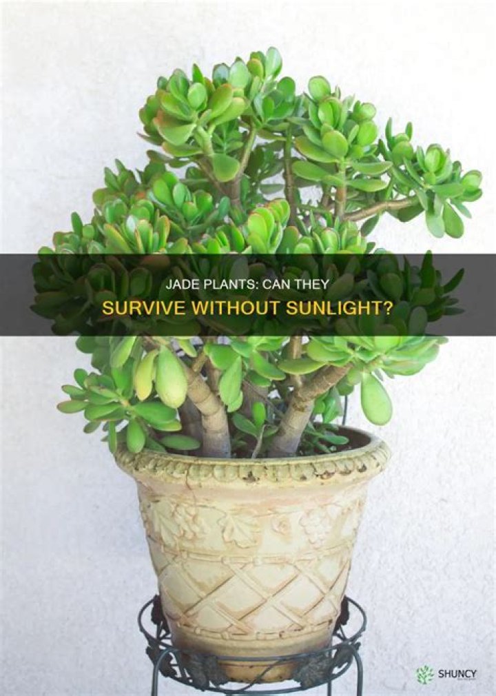 Can Jade grow without sunlight