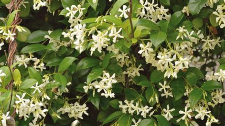 Can jasmine survive in Zone 7