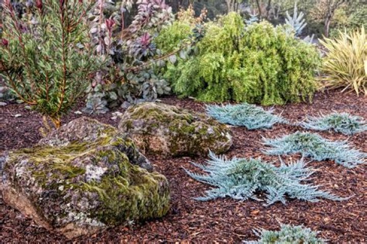 Can junipers tolerate wet soil