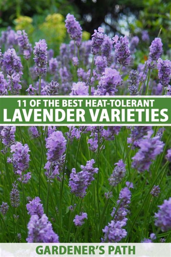Can lavender grow in hot climates
