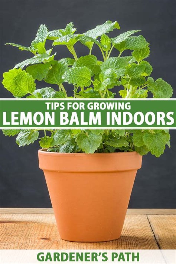 Can lemon balm be an indoor plant