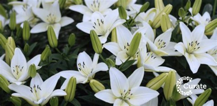 Can lilies give you a headache