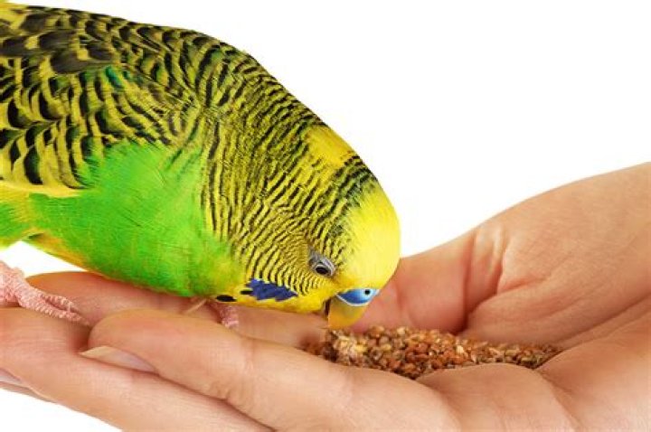 Can love birds eat budgie food