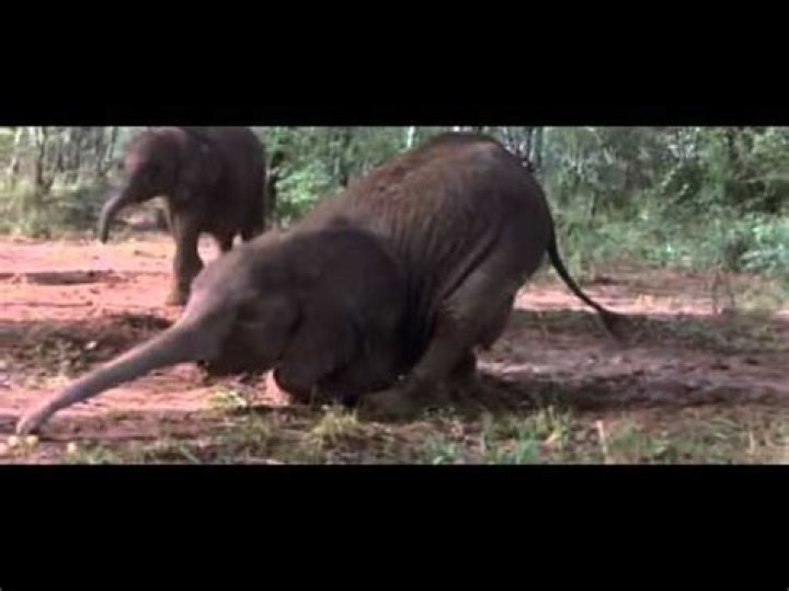 Can marula fruit get you drunk