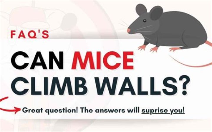 Can mice climb up vinyl siding