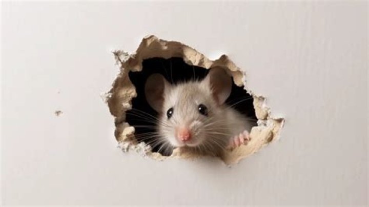 Can mice scratch through walls