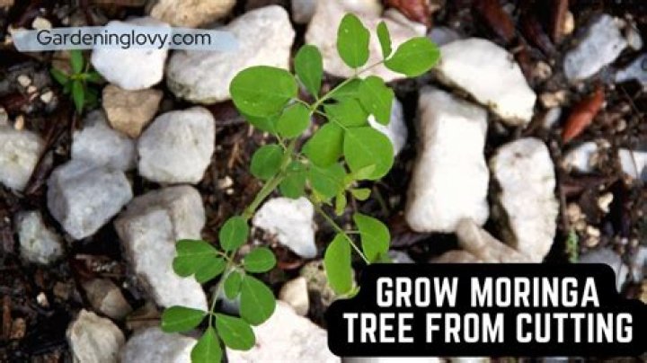 Can Moringa grow from cuttings