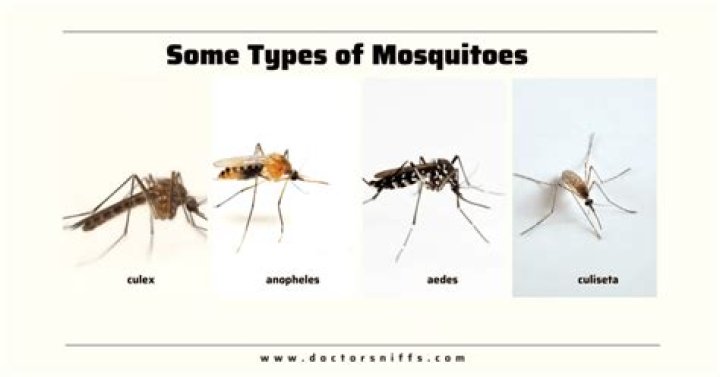 Can mosquitoes breed in drains