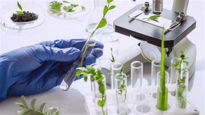 Can natural plants be patented
