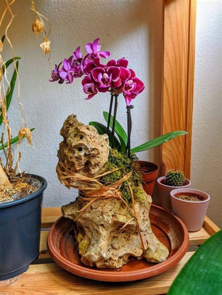 Can orchids grow in stones