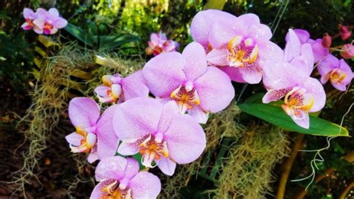 Can orchids live without soil