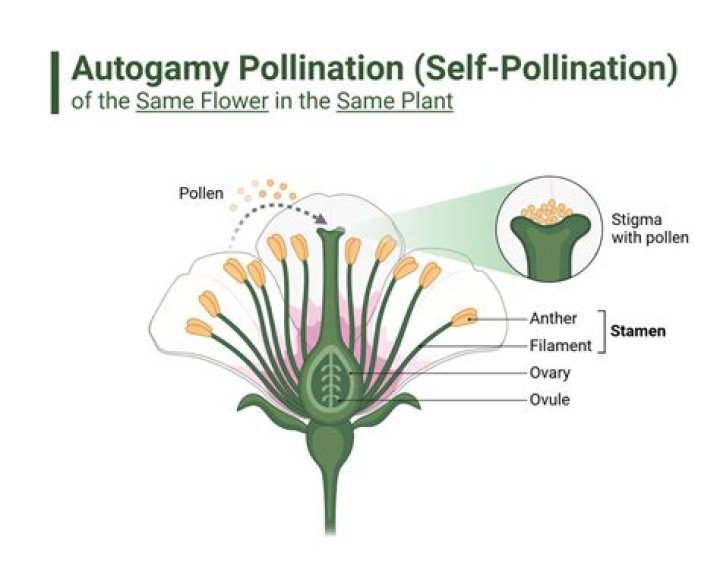 Can pea plants self pollinate