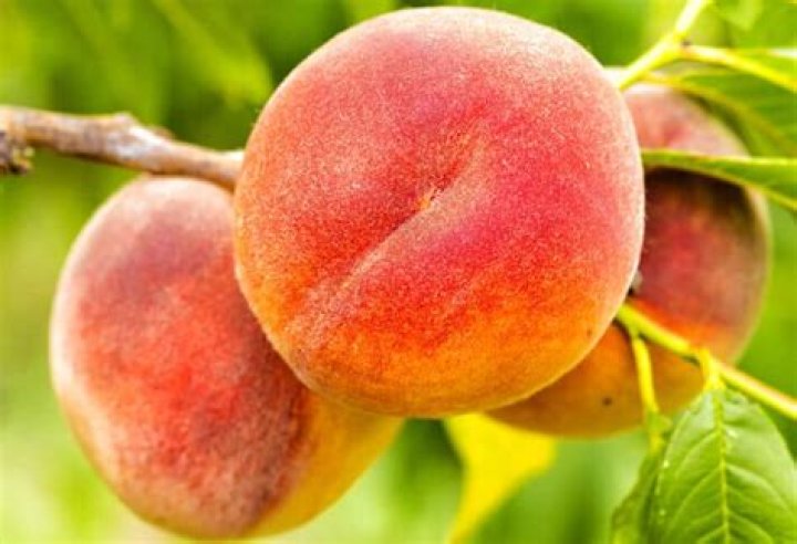 Can peaches be grown in Canada