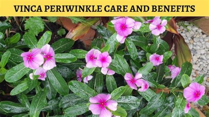 Can periwinkle be rooted in water