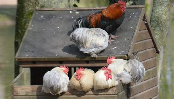 Can pet chickens make you sick