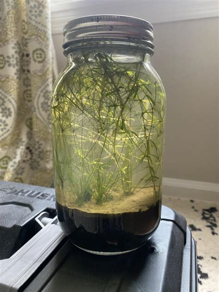Can plants live in Mason jars