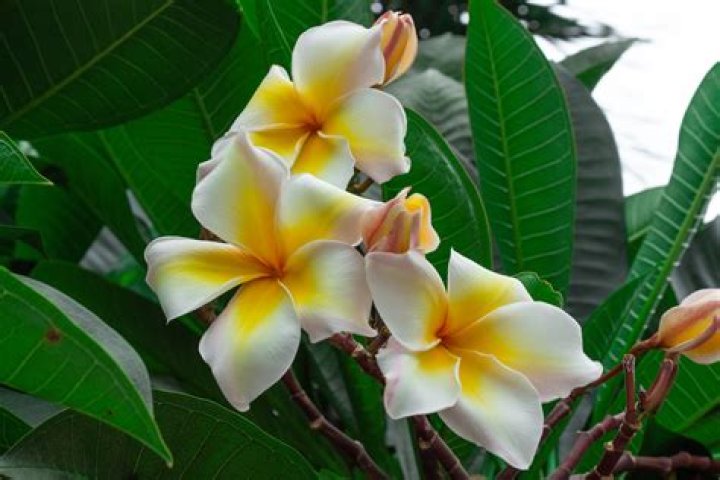 Can Plumeria grow in Las Vegas