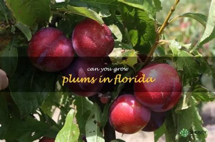 Can plums be grown in Florida