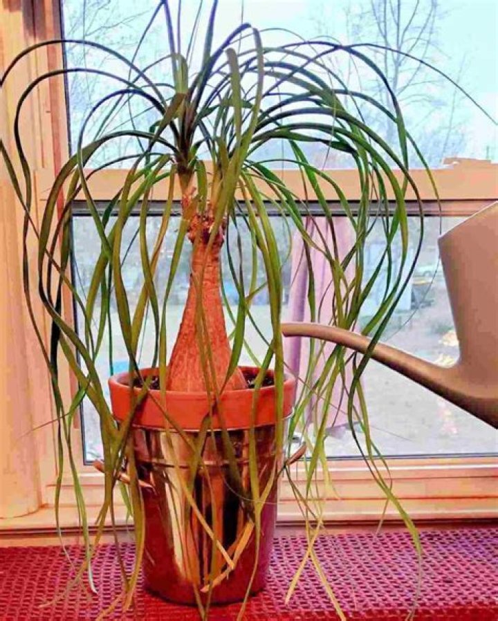 Can ponytail palms grow inside