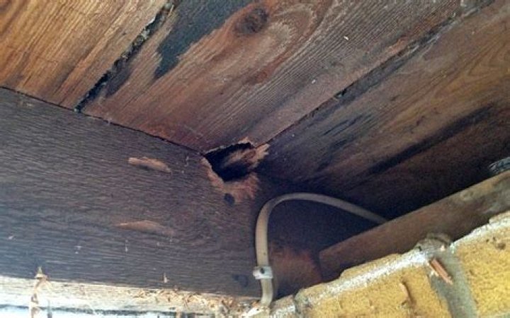 Can rodents chew through walls