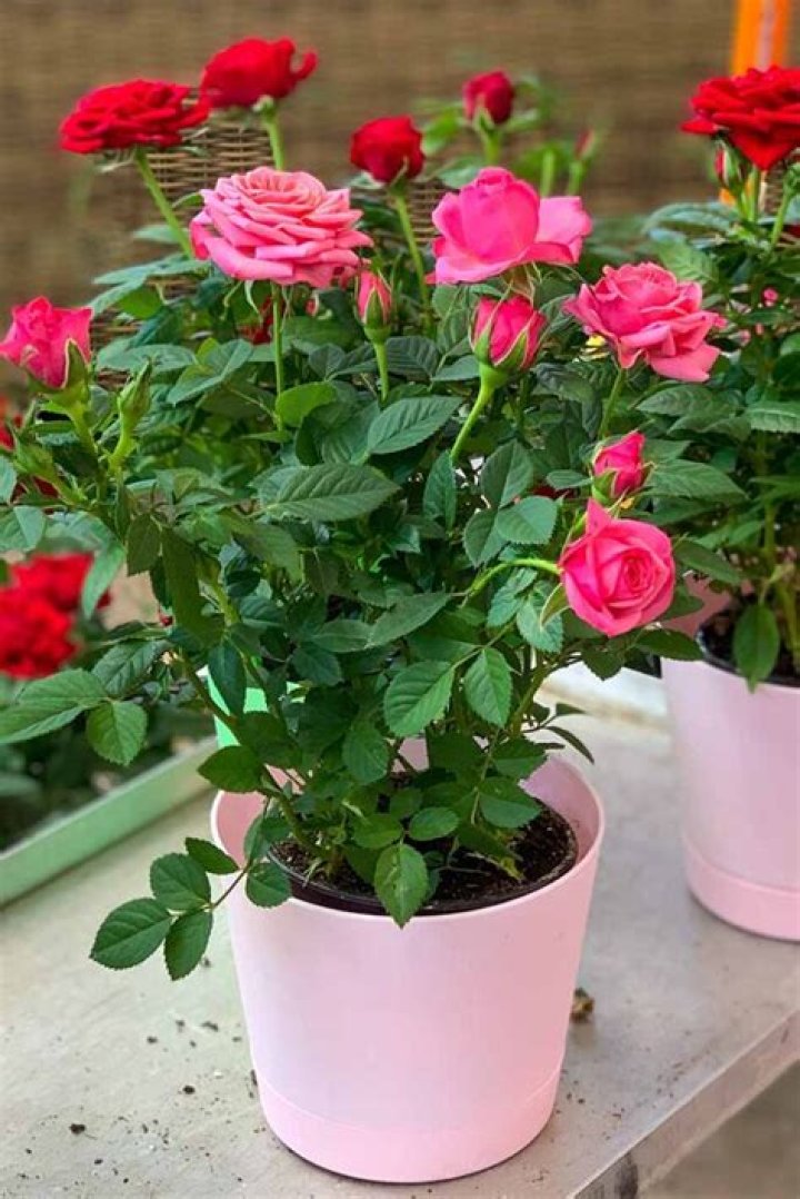 Can Rose trees grow in pots