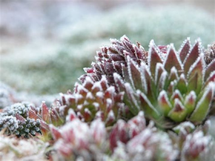 Can sempervivum survive winter UK