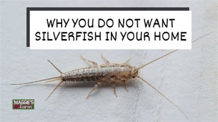 Can silverfish live in clothes
