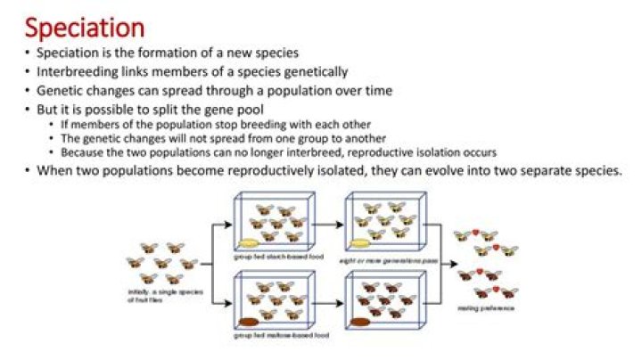 Can speciation occur in humans
